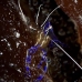 shrimp_cleaner_pederson_dome_nwp_v_0100_tci2049.jpg